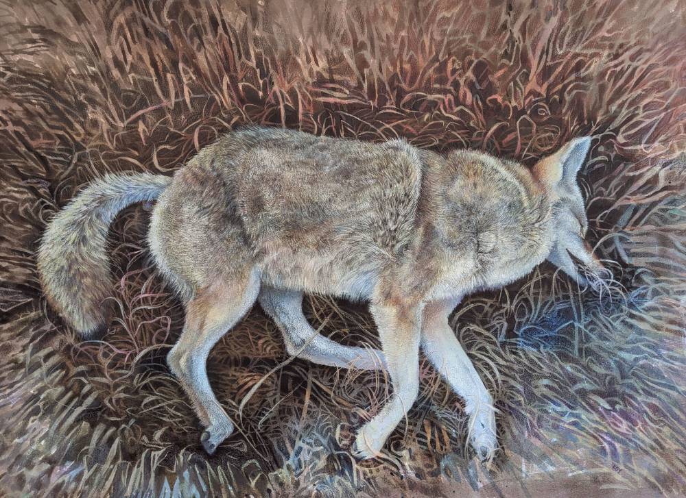 Coyote